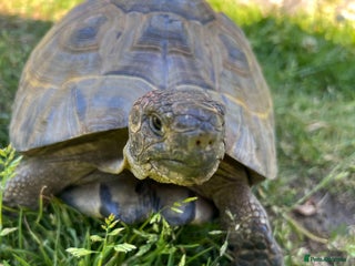 Tortoise reptiles - Advert 21