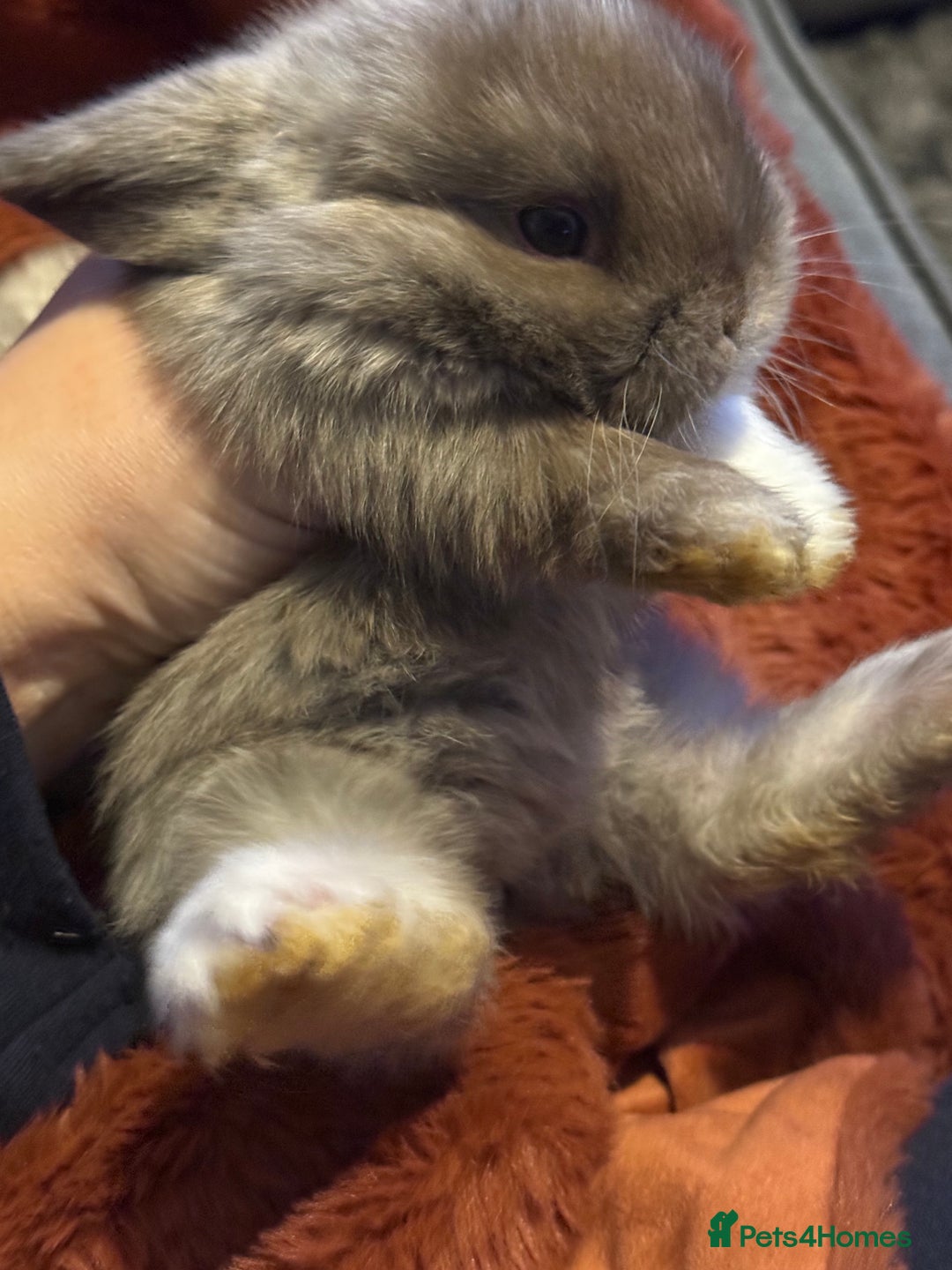 Mini Lop rabbits for sale: Gorgeous Mini Lops  - Advert 21