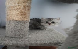 Munchkin cats for sale: Munchkin x Devon rex  - Advert 10