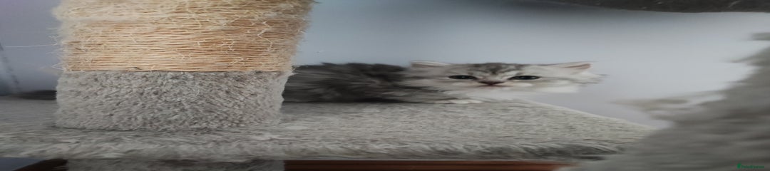 Munchkin Kitten standard legs 5