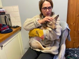 Mixed Breed dogs FOXY - a Lovely, shy girl, for a very Loving Home - Advert 6