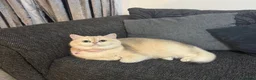 British Shorthair cats for sale: Golden British shorthair  in Rugby - Advert 3