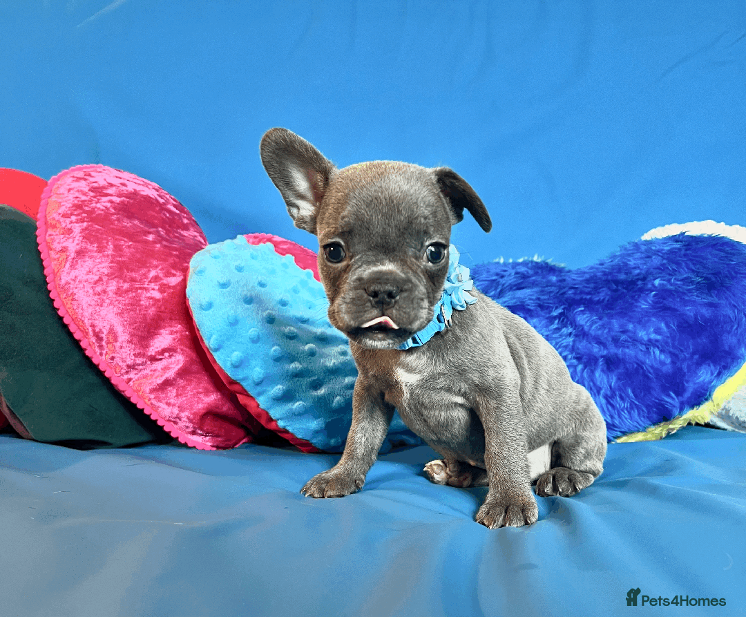 French Bulldog dogs for sale: Adorable Puppies Looking for a New Home! - Image 4