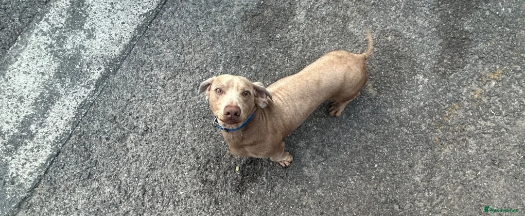 Dachshund dogs for sale: Dachshund (Billy) - Advert 2