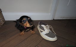 Miniature Dachshund dogs for sale: Sweet Black & Tan Miniature Long-Haired Dachshund - Image 5