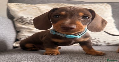 Dachshund dogs - Advert 4