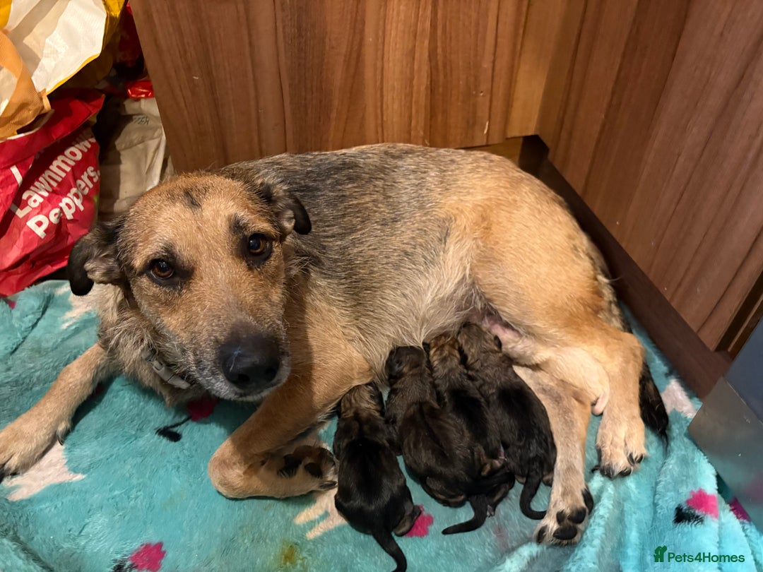 Mixed Breed dogs for sale: German Shepherd cross puppies - Image 17