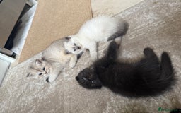 Scottish Fold cats for sale: Scottish fold and straight kittens - Image 1