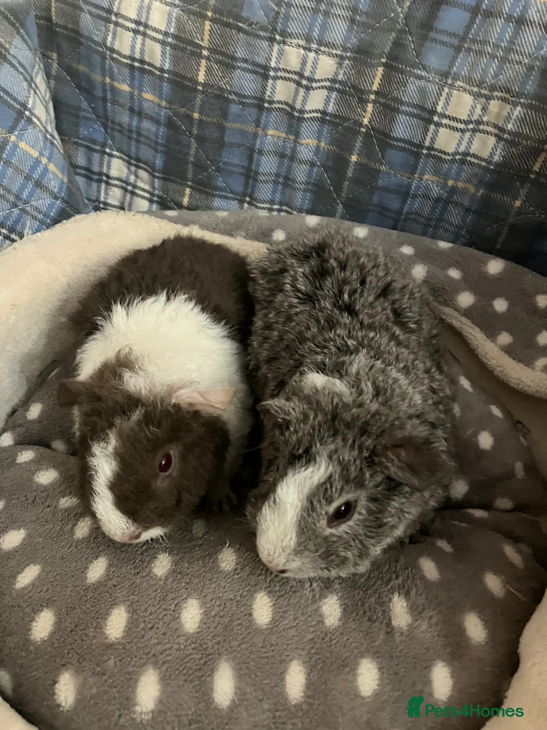 Guinea Pig rodents for sale: Lots of lovely baby guinea pigs for sale - Advert 1