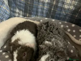 Guinea Pig rodents Lots of lovely baby guinea pigs for sale - Advert 1