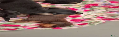 Miniature Dachshund 4