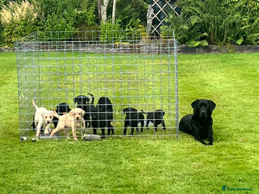 Labrador Retriever dogs for sale: Stunning pedigree labradors - Image 7