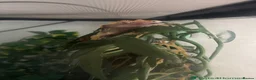 Gecko reptiles for sale: Crested Gecko (3 Years Old) - Advert 2