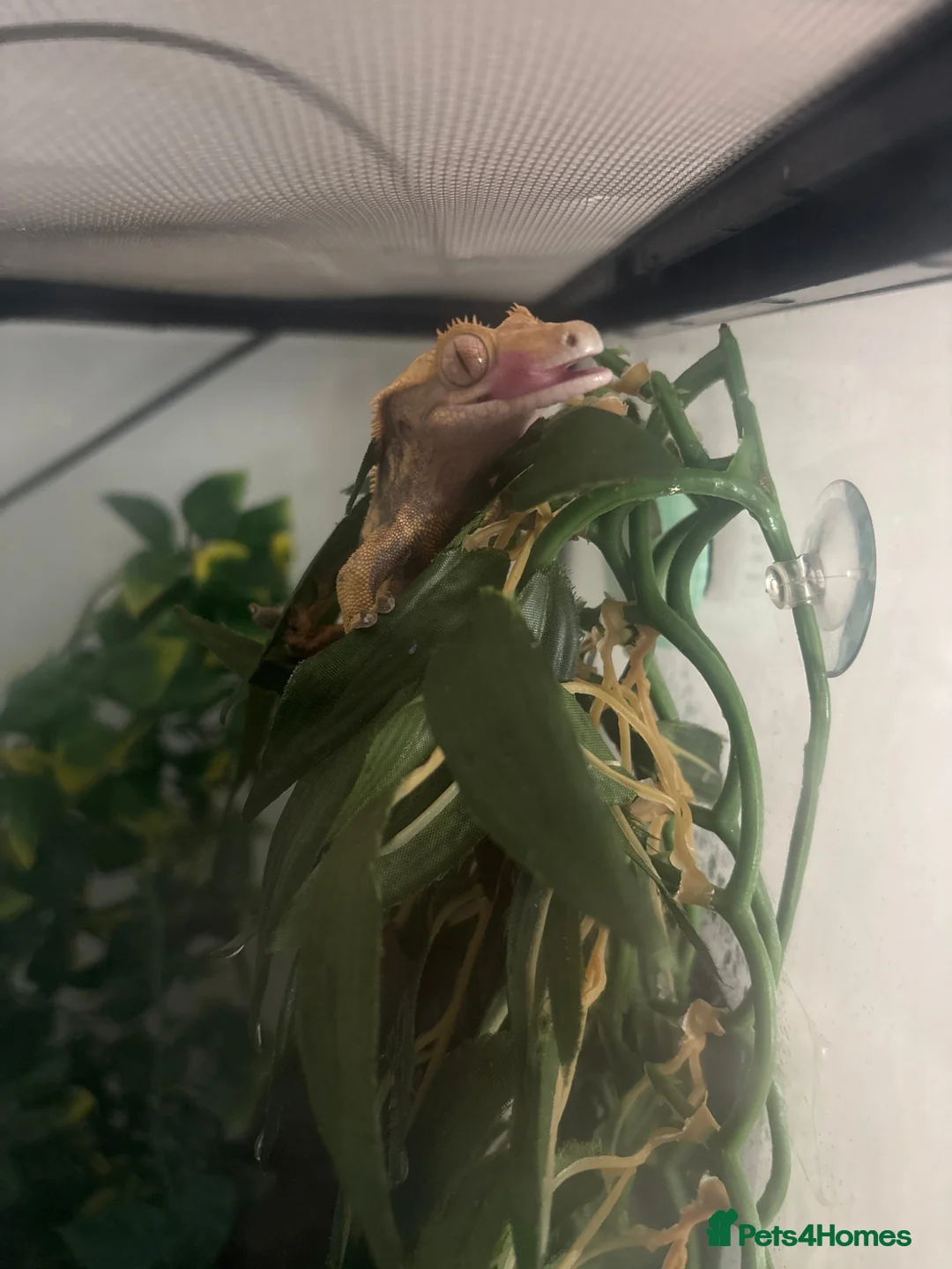 Gecko reptiles for sale: Crested Gecko (3 Years Old) - Advert 2