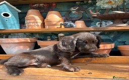 Cocker Spaniel dogs for sale: 3 cocker spaniels  - Image 4