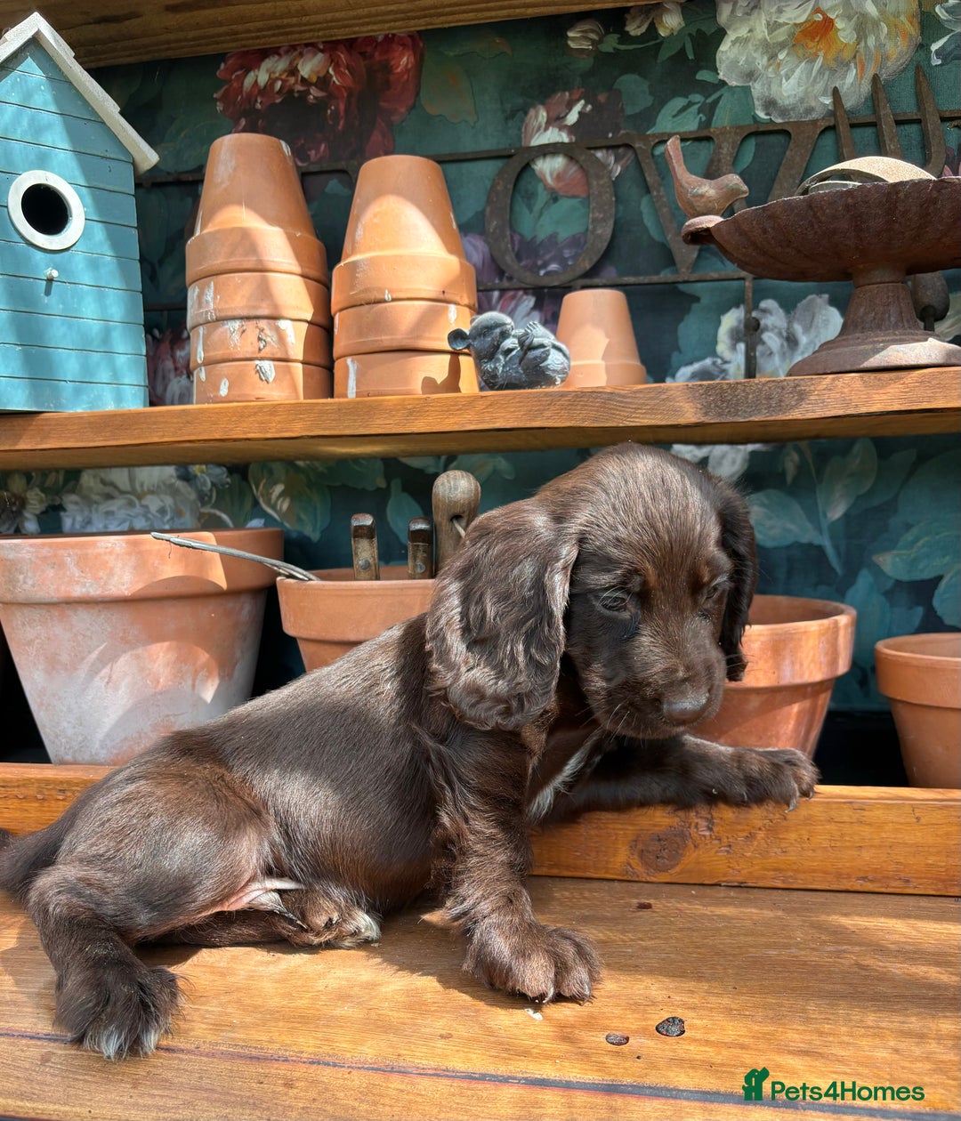Cocker Spaniel dogs for sale: 3 cocker spaniels  - Image 4