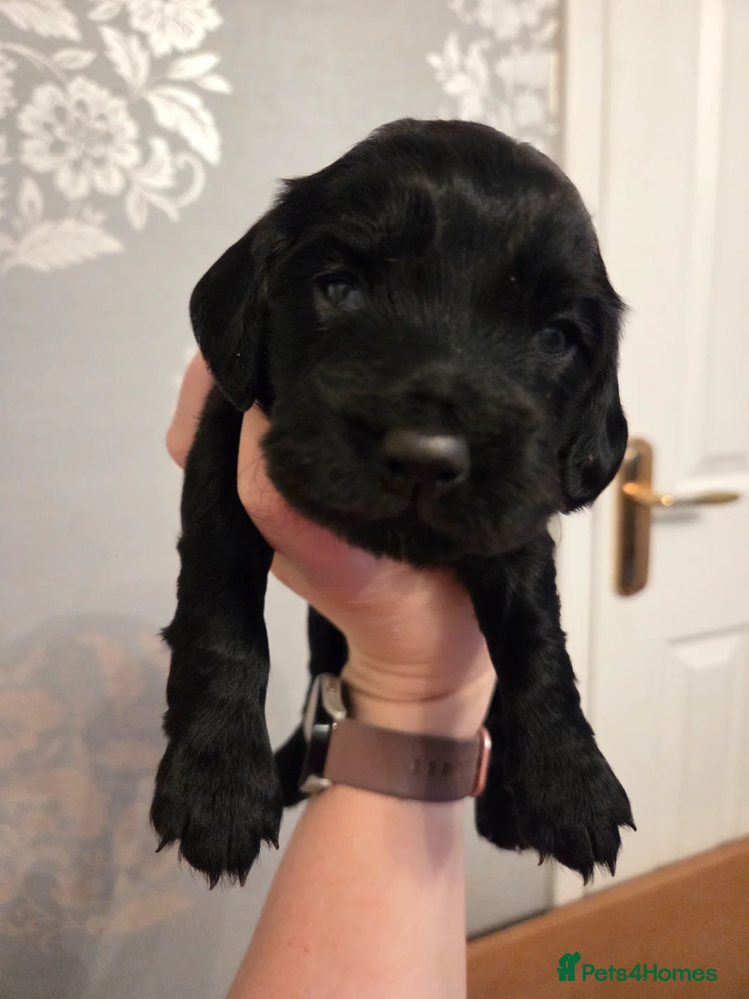 Cocker Spaniel dogs for sale: Cocker Spaniel Puppies for sale - Advert 2