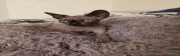 Sphynx cats for sale: Bubbles Looking for a New Lap - Advert 3