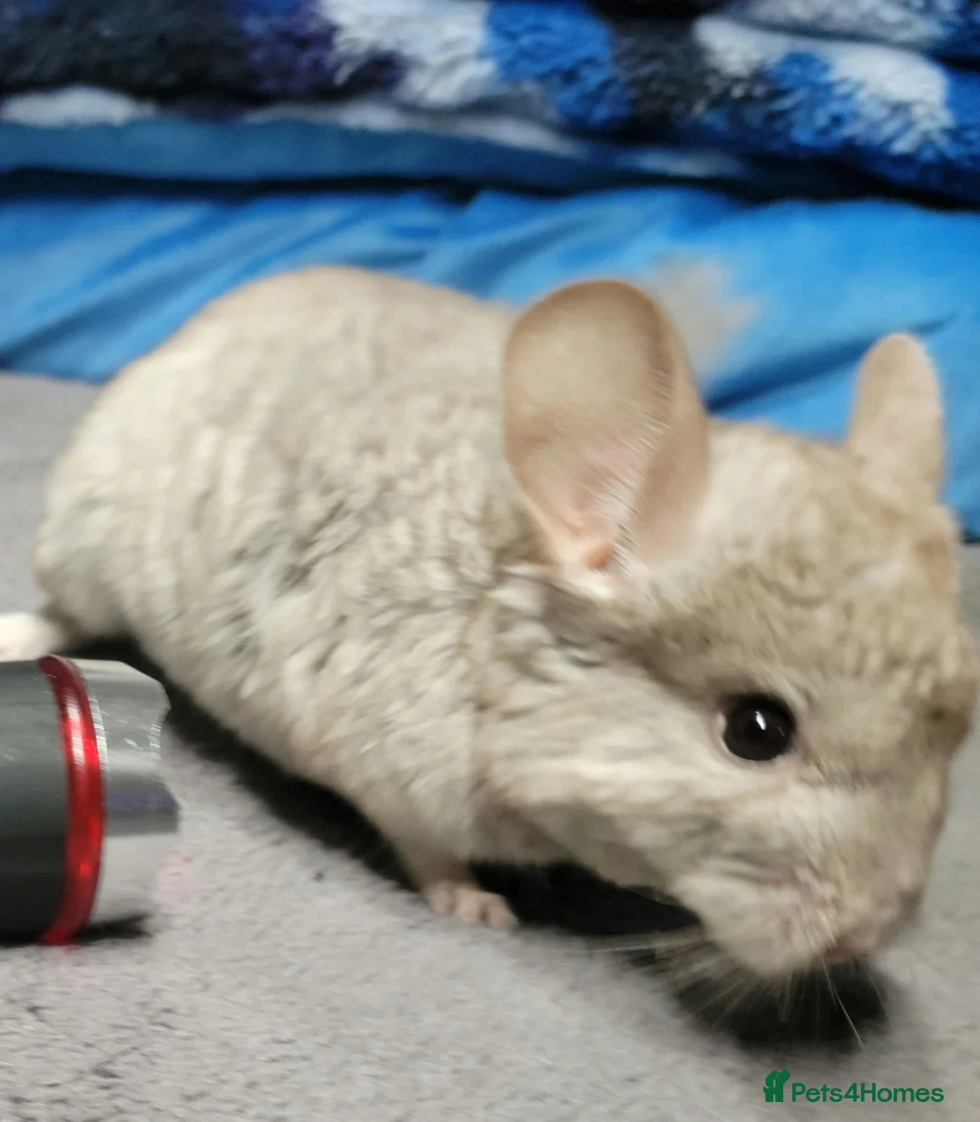 Chinchilla rodents for sale: Baby male chinchillas - Advert 2