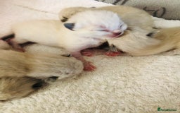 Ragdoll cats for sale: Ragdoll kittens  - Image 14