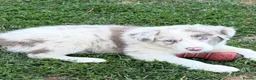 Border Collie dogs for sale: Beautiful Border Collie Puppies for Sale  in Boston - Advert 9