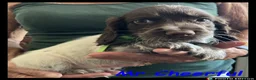 Cocker Spaniel dogs for sale: Stunning Cocker Spaniels 💥 - Advert 15