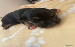 Mixed Breed dogs for sale: Jack chi puppies  - Image 16