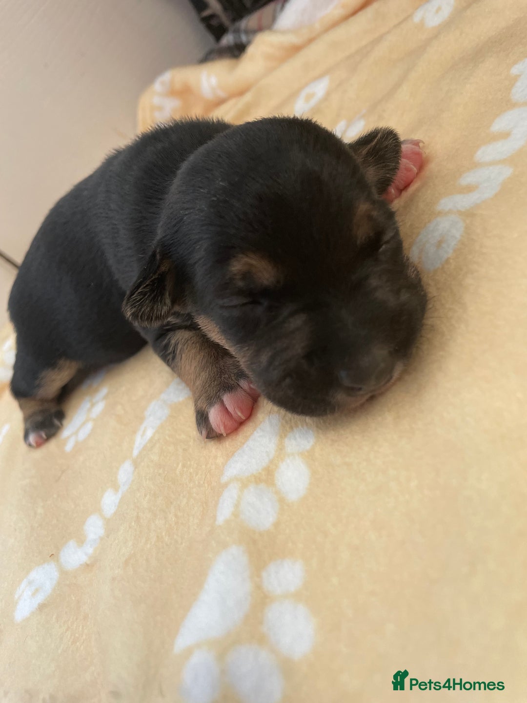 Mixed Breed dogs for sale: Jack chi puppies  - Image 16