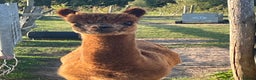 Alpaca livestock for sale: Handsome George  - Advert 3