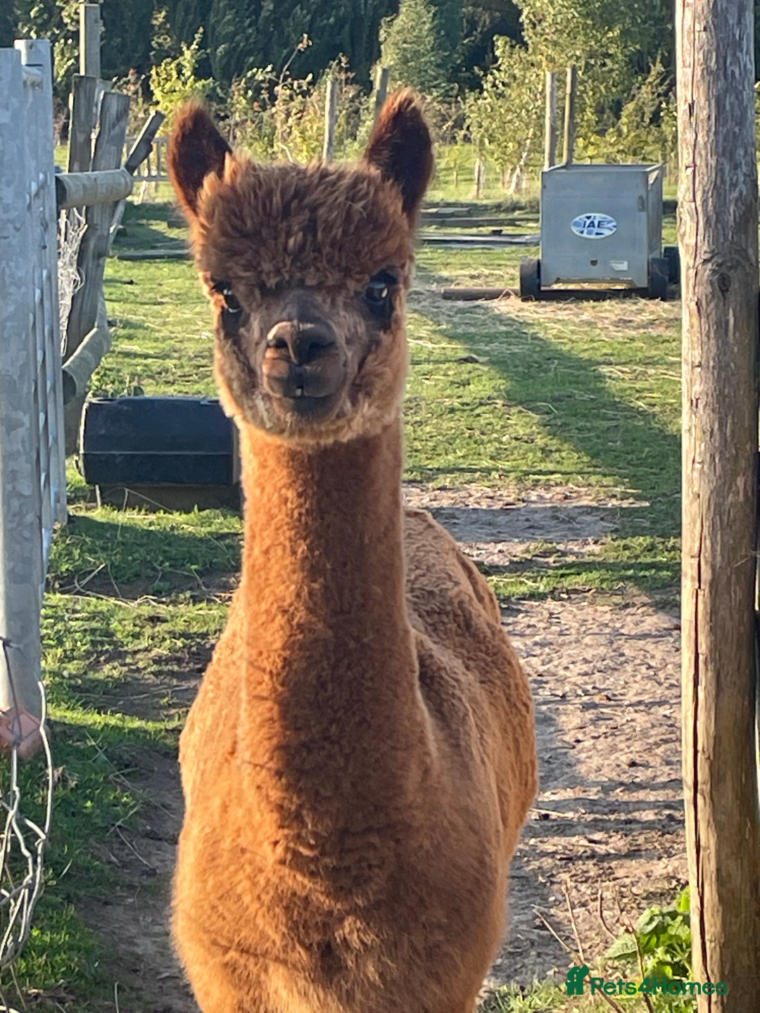 Alpaca livestock for sale: Handsome George  - Advert 3