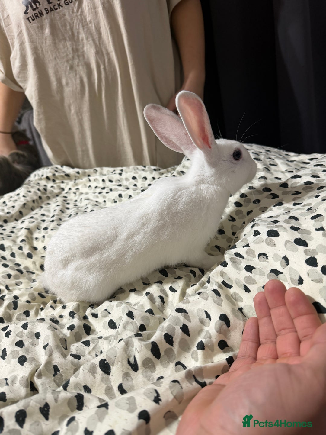 Lionhead rabbits for sale: Two female white rabbits - Advert 1