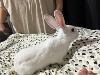 Lionhead rabbits Two female white rabbits - Advert 1