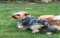 Yorkshire Terrier dogs for sale: Emma  - Image 3