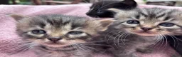 British Shorthair cats for sale: Friendly Tabby kittens  - Advert 4