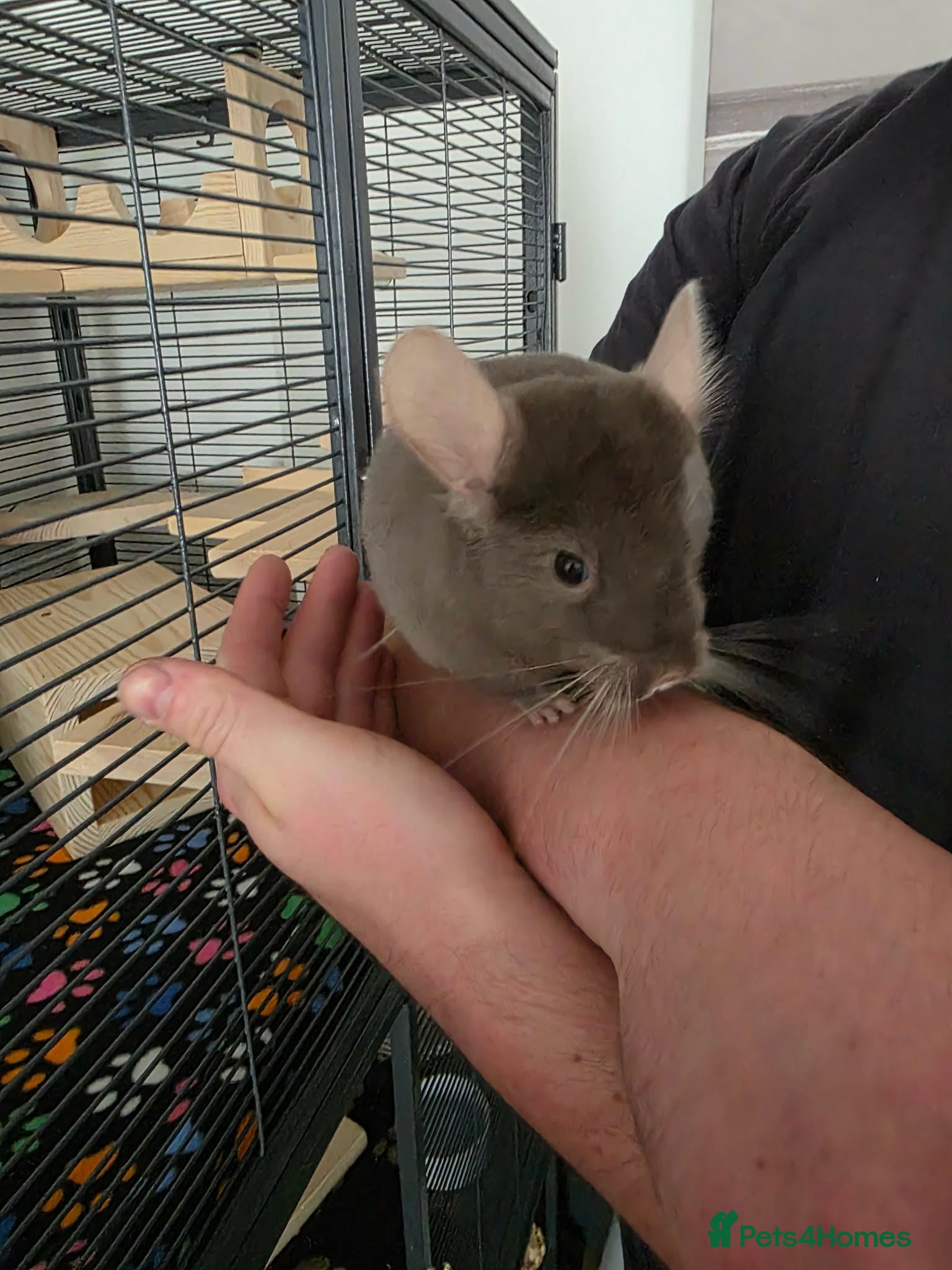 Chinchilla rodents Young, Friendly Chinchilla- Full Setup available. - Advert 1