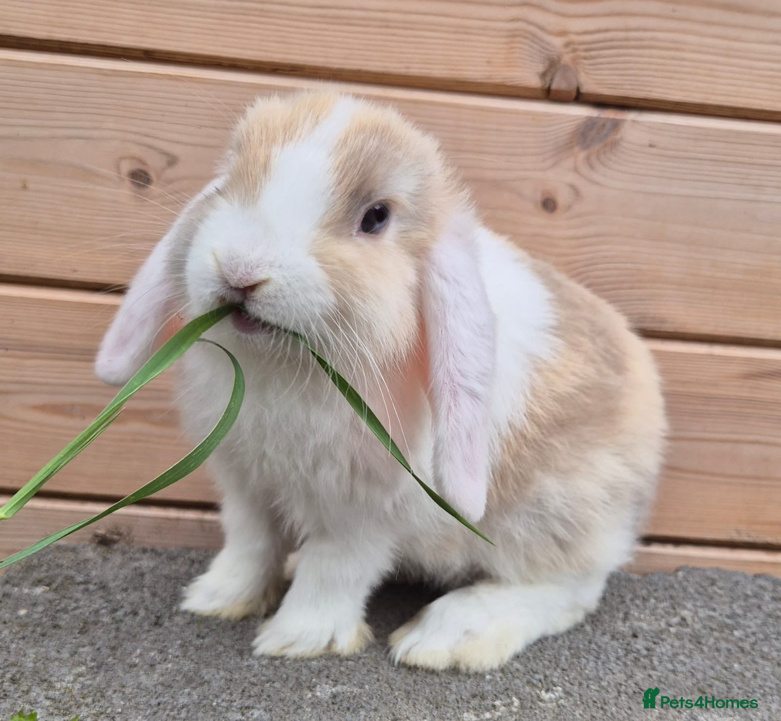 Mini Lop rabbits 2 Mini lops and 4 lionlops  8 weeks old 31/07/26 - Advert 6