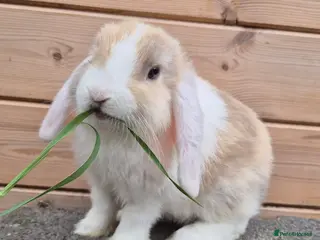 Mini Lop rabbits 2 Mini lops and 4 lionlops 8 weeks old 31/07/26 - Advert 6