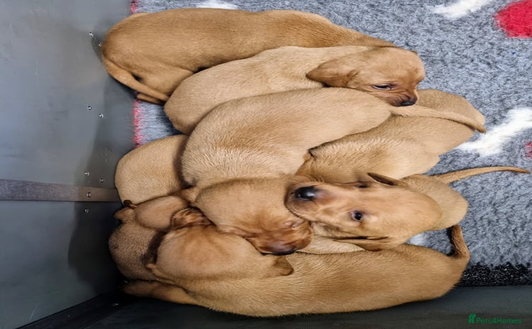 Hungarian Vizsla dogs - Advert 1