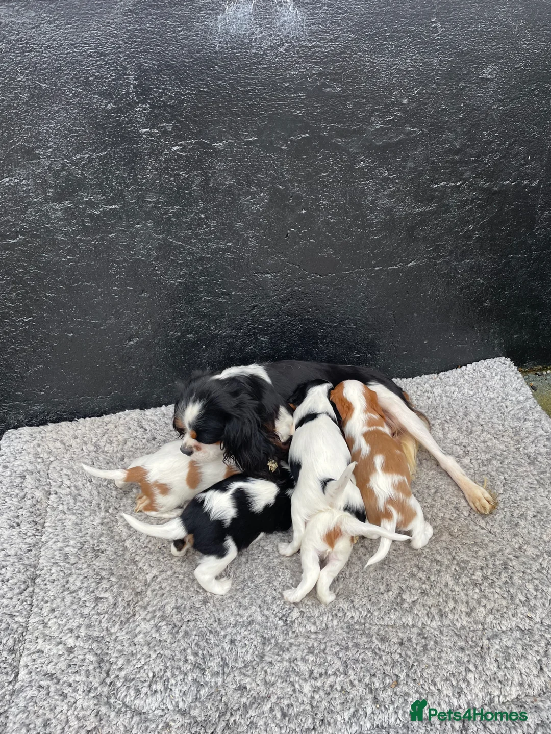Cavalier King Charles Spaniel dogs for sale: ⭐️ Cavalier King Charles puppies ⭐️  - Advert 13