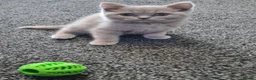 British Shorthair cats for sale: *LAST ONE* Female British Shorthair Kitten! - Advert 4