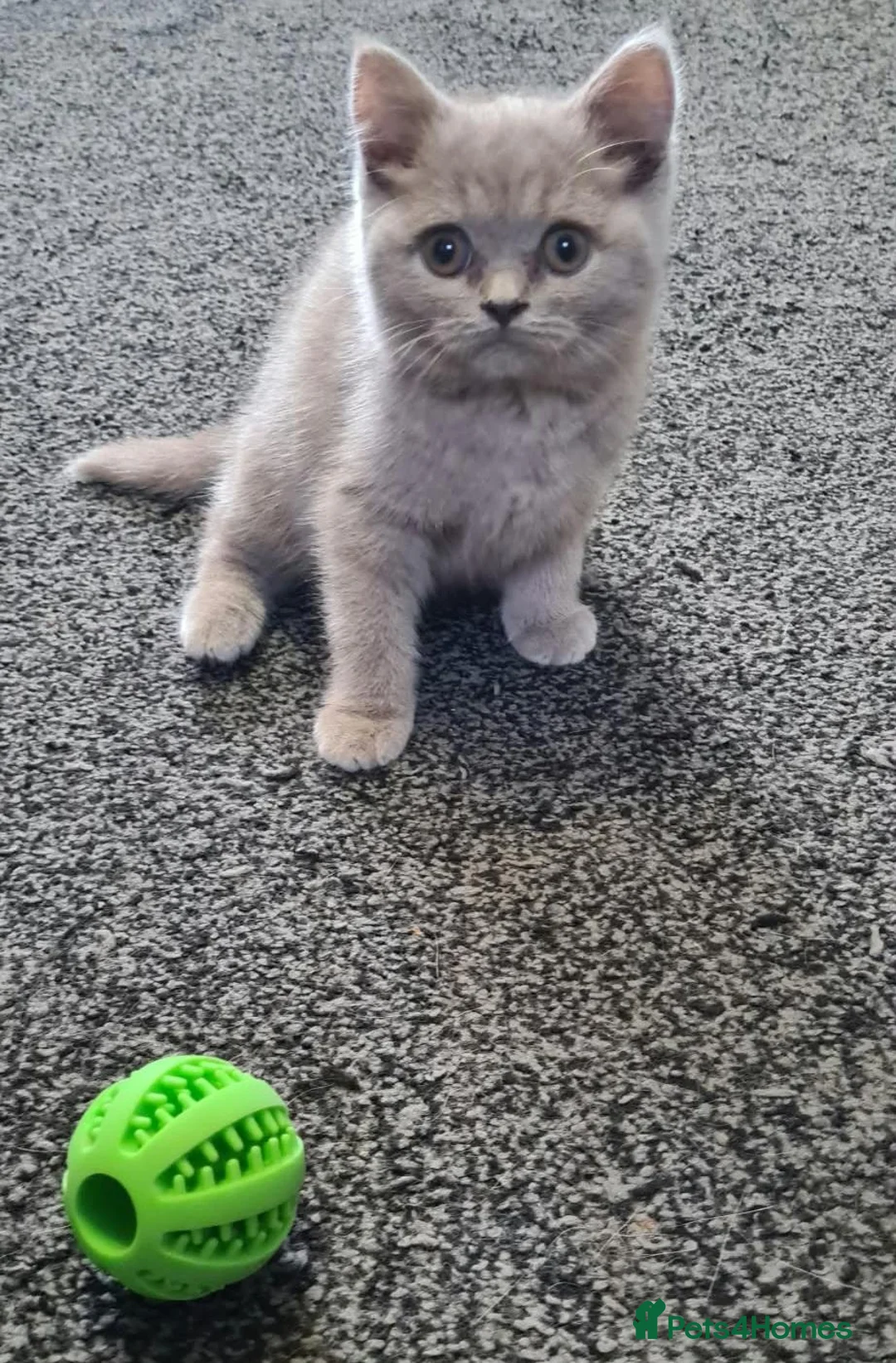 British Shorthair cats for sale: *LAST ONE* Female British Shorthair Kitten! - Advert 4