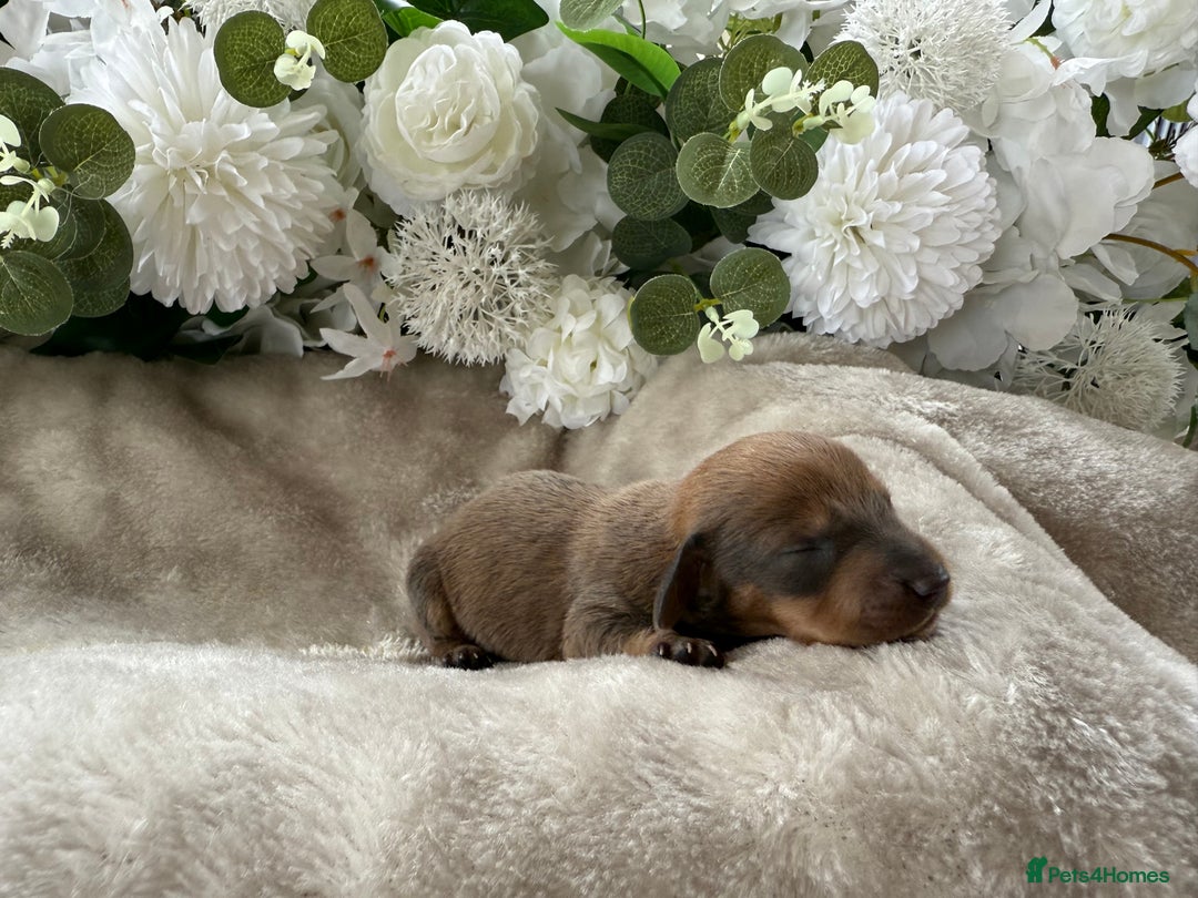 Miniature Dachshund dogs for sale: ⭐️Beautiful litter Of Rainbow Dachshund Puppies⭐️ - Image 18