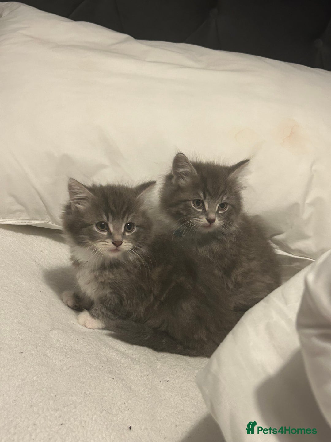 Mixed Breed cats for sale: Mixed breed - Advert 9