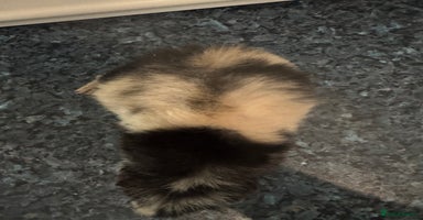 Guinea Pig rodents Stunning male  guinea pig  - Advert 9