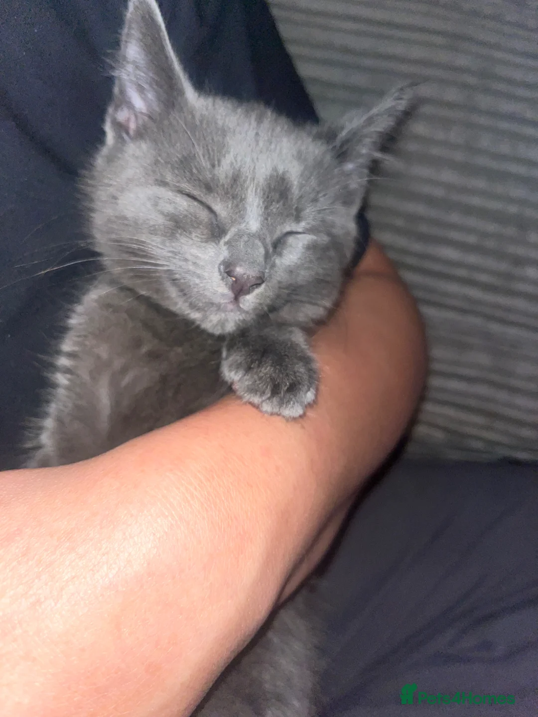 Russian Blue cats for sale: 🔥Adorable Russian blue x (LAST ONE!!!)🔥 - Advert 2