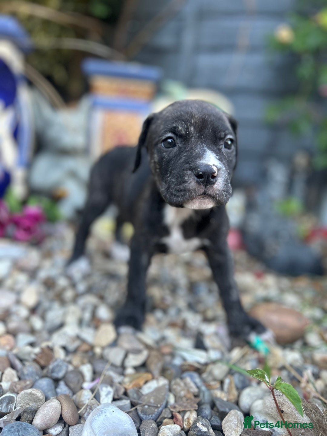 Mixed Breed dogs for sale: Mastiff x staff puppies  - Image 12