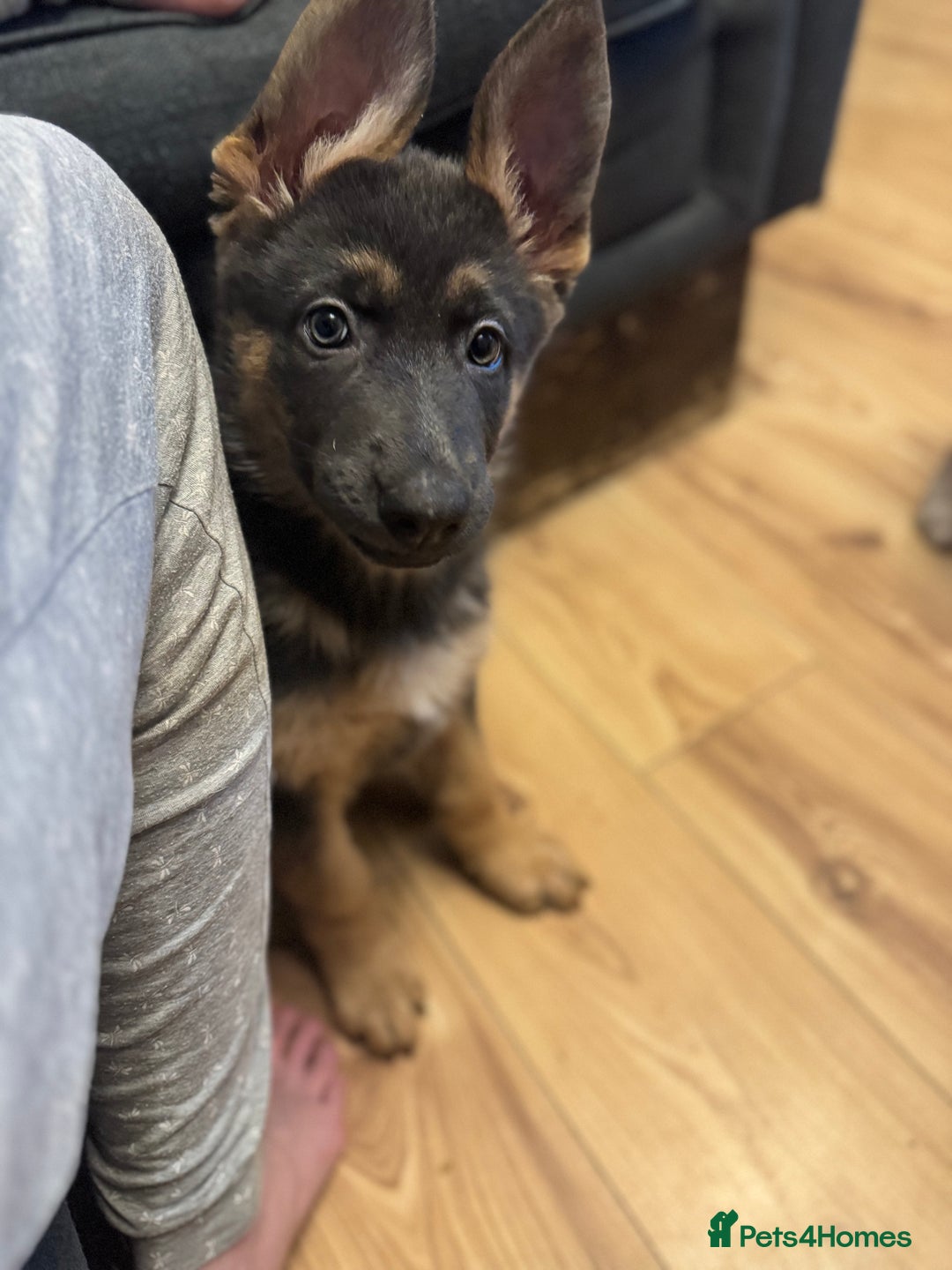 German Shepherd dogs for sale: 15 week old German Shepherd Puppy - Advert 8