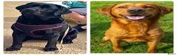 Labrador Retriever dogs for sale: Black Labrador puppies - Advert 8