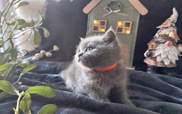 Scottish Fold cats for sale: Beautiful British Shorthair Scottish Fold Kittens - Advert 32