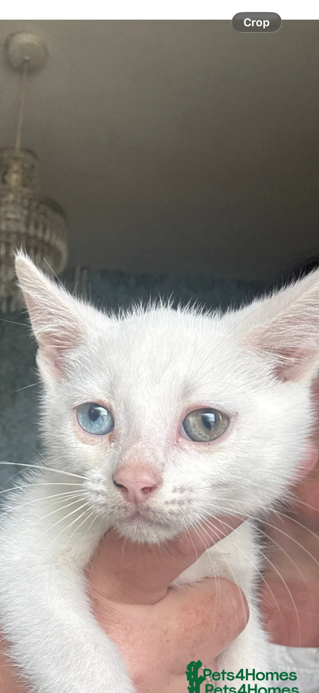 Mixed Breed cats for sale: British blue ragdoll x - Advert 7